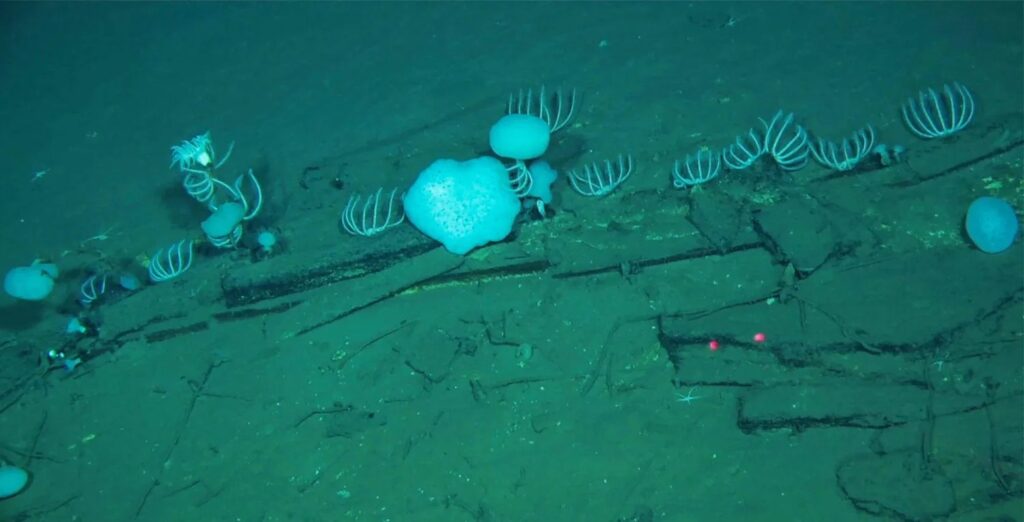 Cientistas chineses descobrem o maior cemitério de baleias do mundo