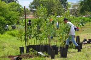 GDF vai investir R$ 3,7 milhões na recuperação do Cerrado