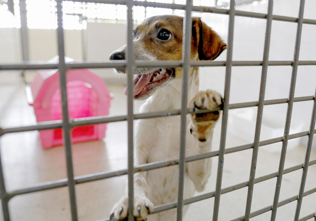 Projeto cria canal nacional para denunciar maus-tratos a animais