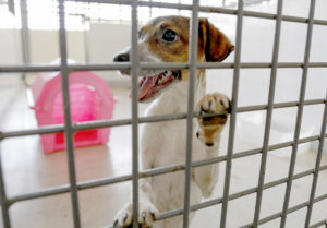 Projeto cria canal nacional para denunciar maus-tratos a animais