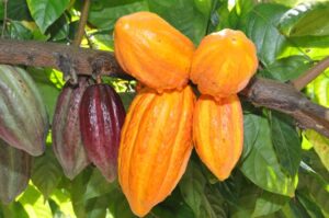 El Niño ameaça safras de cacau, café e açúcar em países tropicais
