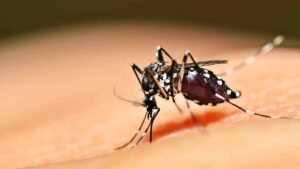 São Paulo confirma novo caso de febre amarela em Lagoinha