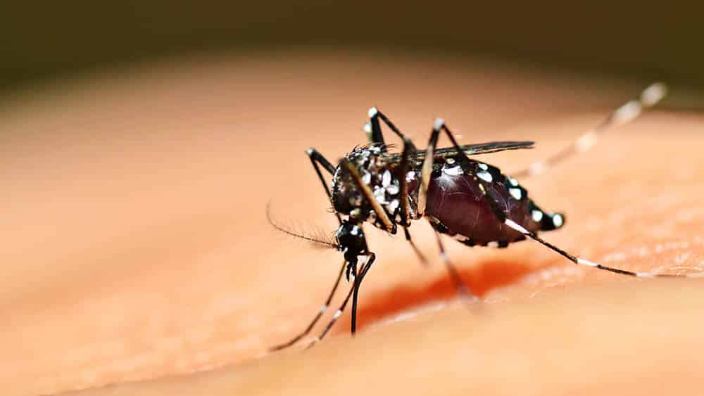 São Paulo confirma novo caso de febre amarela em Lagoinha
