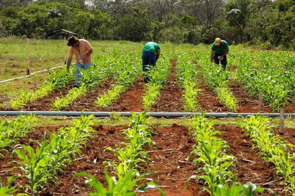 GDF lança edital do Reflorestar para recuperar áreas degradadas