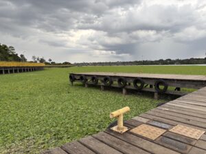 “Tapete verde” é visto cobrindo a superfície do Lago Paranoá