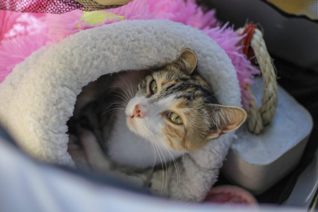 Aplicativo reúne cães e gatos resgatados à espera de um novo lar
