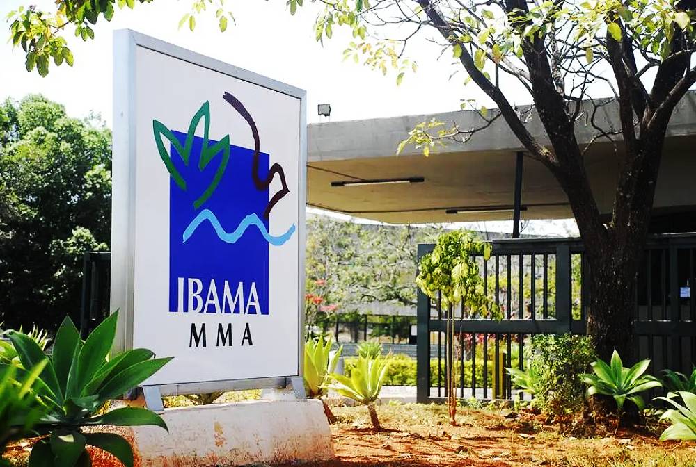 Ibama faz primeiro leilão de gado apreendido em área desmatada