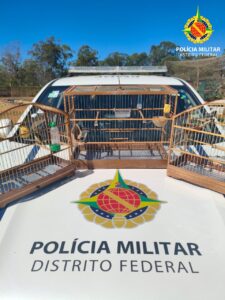 Homem é autuado por manter aves silvestres sem autorização em Santa Maria