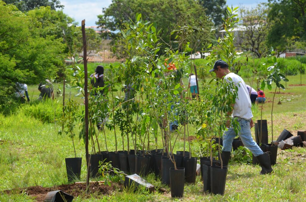 GDF investe R$ 3,7 milhões na recuperação do Cerrado