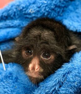Zoológico de Brasília reforça cuidados com animais durante o frio
