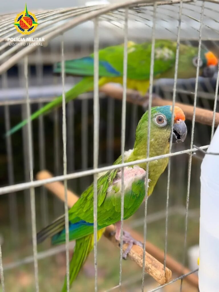 PMDF autua quatro pessoas e apreende 12 aves silvestres em operação no Paranoá