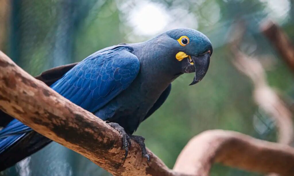 Brasil atualiza lista de fauna ameaçada e inclui 180 espécies