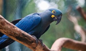 Brasil atualiza lista de fauna ameaçada e inclui 180 espécies