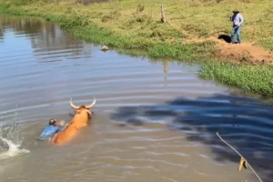 Boi de comitiva cai no rio a caminho da romaria de Trindade
