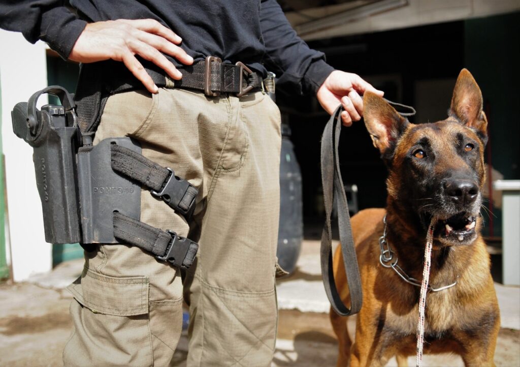 cachorro polícia