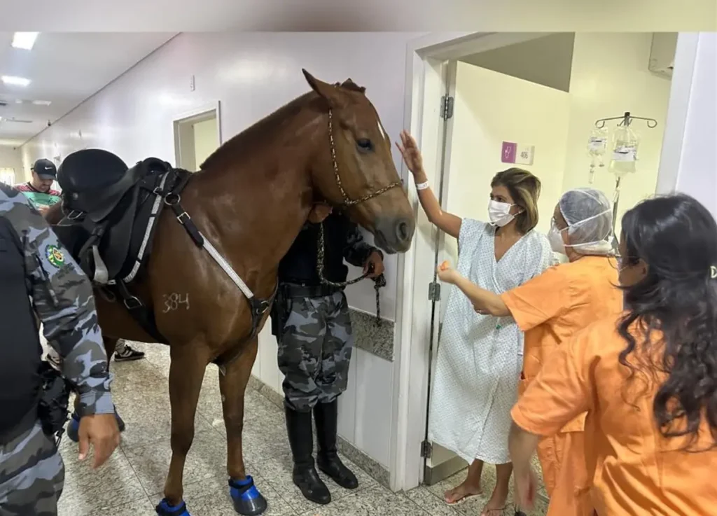 Cavalos da PM visitam hospital em Aparecida e ajudam na recuperação de pacientes