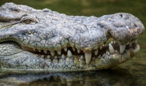 Crocodilo arrasta para o mar e mata turista em praia; veja fotos