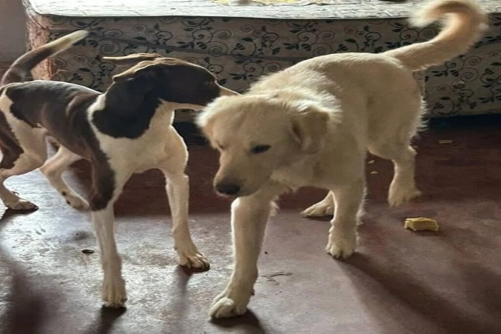 Polícia de Goiás resgata cães abandonados há 10 dias em casa