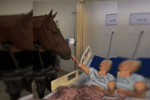 Cavalo da PMGO visita hospital e ajuda na recuperação de pacientes