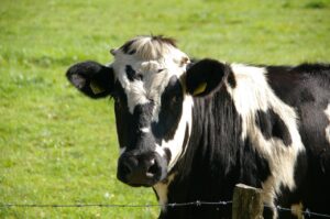 União Europeia oficializa veto a carne brasileira a partir de setembro