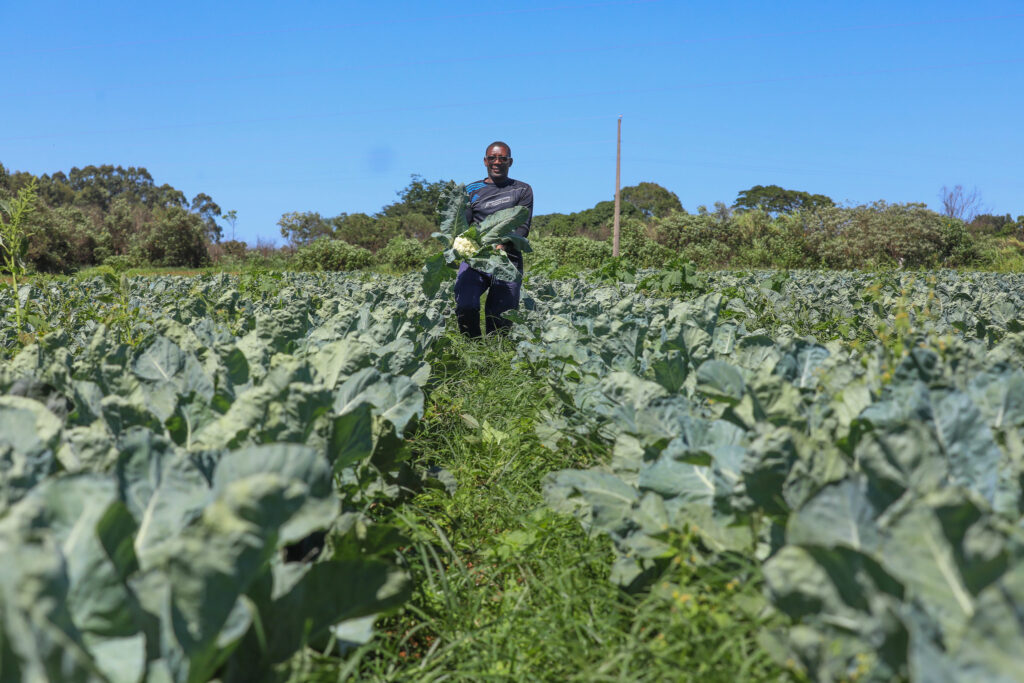 Agropecuária do DF mantém patamar histórico e chega a R$ 5,8 bi