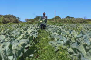 Agropecuária do DF mantém patamar histórico e chega a R$ 5,8 bi