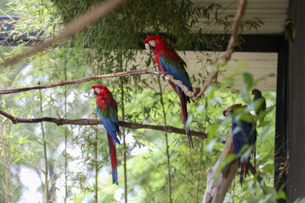 Zoológico de Brasília fecha aviário para proteger araras em reprodução
