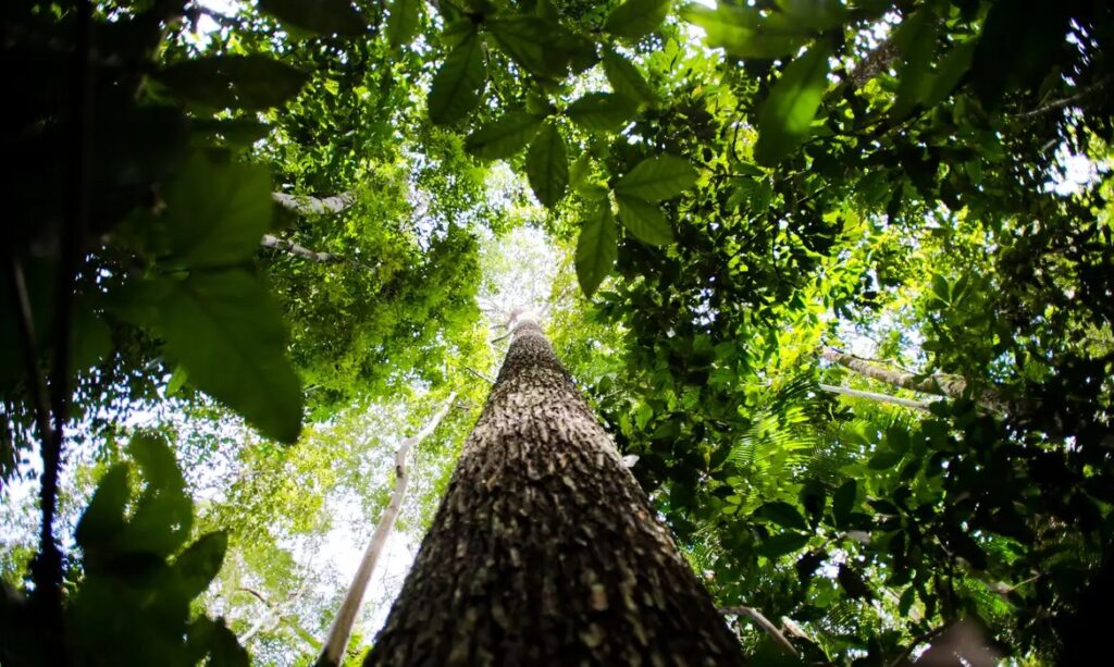 BNDES lança nova fase do ProFloresta+ e mira R$ 6 bi