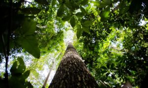 BNDES lança nova fase do ProFloresta+ e mira R$ 6 bi