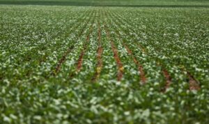 Governo e bancada do agro seguem sem acordo sobre dívidas rurais