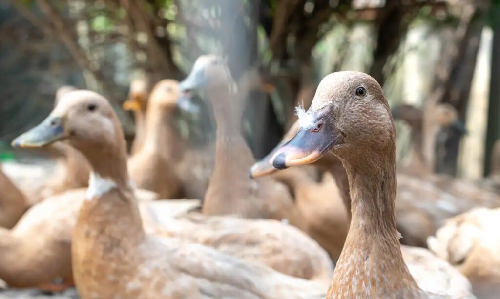 Lei proíbe produção e venda de foie gras no Brasil