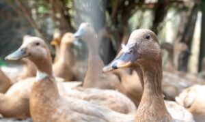 Lei proíbe produção e venda de foie gras no Brasil
