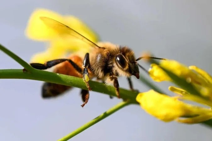 França aprova lei que permite uso de pesticidas prejudiciais às abelhas