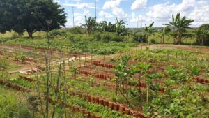 Horta Comunitária do Guará transforma terreno abandonado em espaço de acolhimento, alimento e esperança