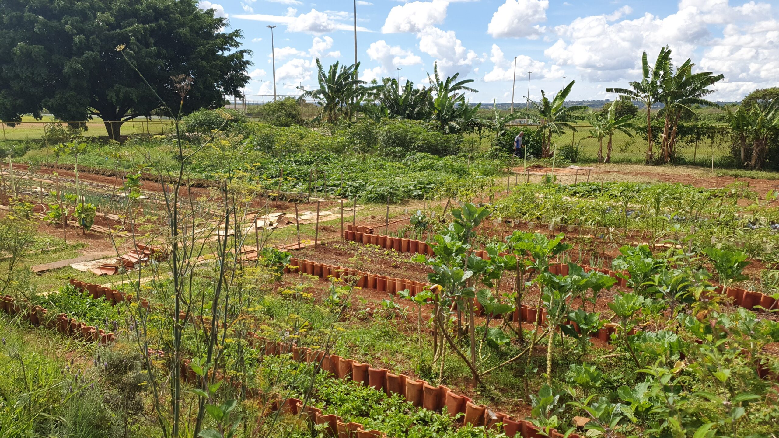 Horta Comunitária do Guará transforma terreno abandonado em espaço de acolhimento, alimento e esperança