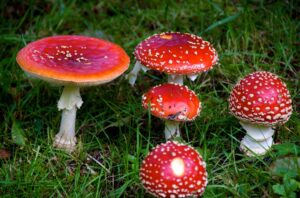Investigação de tráfico leva site Natureza Divina a suspender venda de ‘cogumelos mágicos’