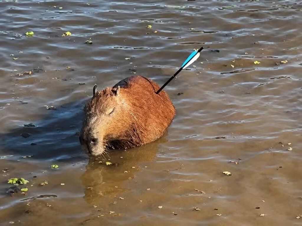 Capivara atingida por flecha morre após resgate na Represa Guarapiranga, em São Paulo