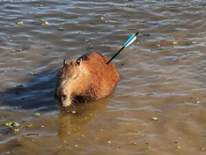 Capivara atingida por flecha morre após resgate na Represa Guarapiranga, em São Paulo