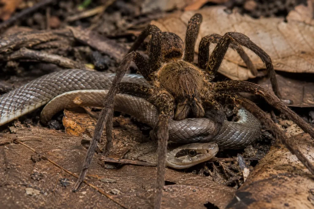 Qual animal lidera ranking de mortes na Austrália? Veja
