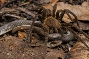Qual animal lidera ranking de mortes na Austrália? Veja