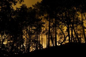 Incêndio devasta a floresta de Fontainebleau