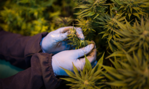 Quênia nega aos rastafáris o direito de fumar maconha por motivos religiosos