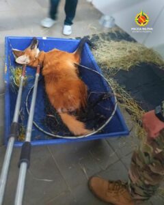 Lobo-guará atropelado é resgatado pela PMDF na DF-130, em Planaltina