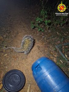 Porco-espinho é resgatado após invadir escola no Gama e retorna à natureza
