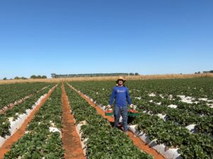 Do campo à mesa | Jornal de Brasília