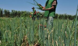 CCJ aprova regras especiais para produtos da agricultura familiar