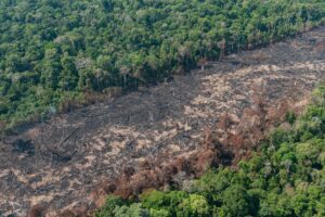 Fim da Moratória da Soja aumentará desmate da amazônia em 17% na próxima década, diz análise