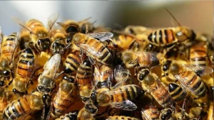 Abelhas migratórias - (Foto: reprodução/Agência Brasil)