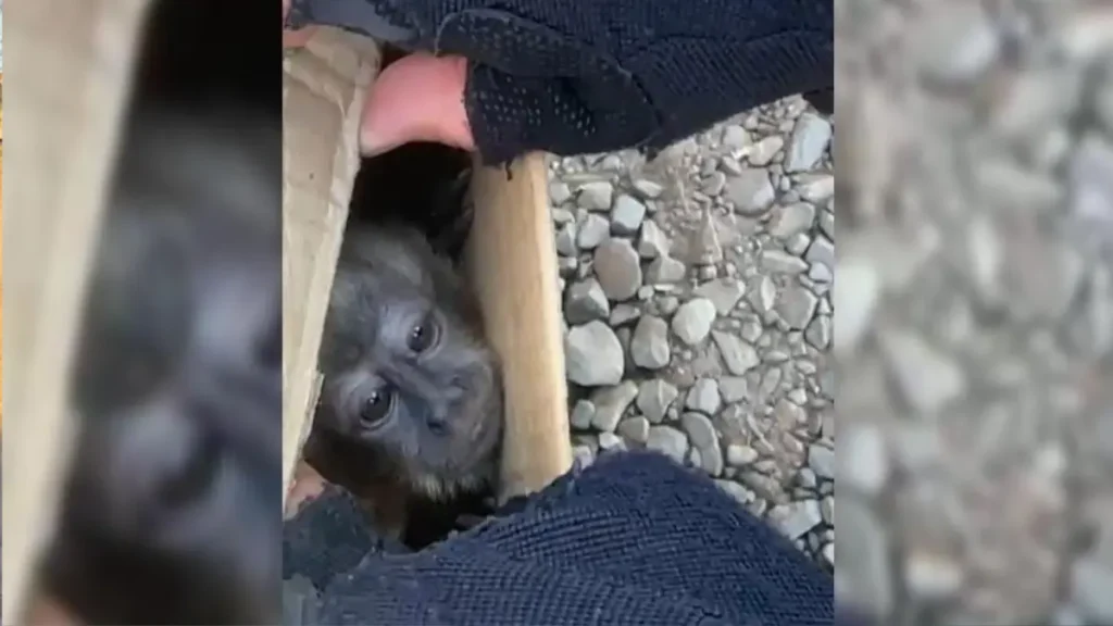 GO: Motorista é flagrado transportando animais silvestres dentro de caixas sem ventilação
