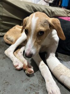 Coletivo de escolas de dança do DF pedem ajuda para custear cirurgia de cachorra resgatada